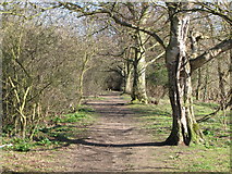 NY9864 : Riverbank footpath west of West Green (3) by Mike Quinn