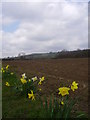 Daffodils line the lane from Claxby house farm.