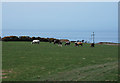 Cattle near Pentyparc farm