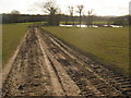 Track towards Maywood Plantation