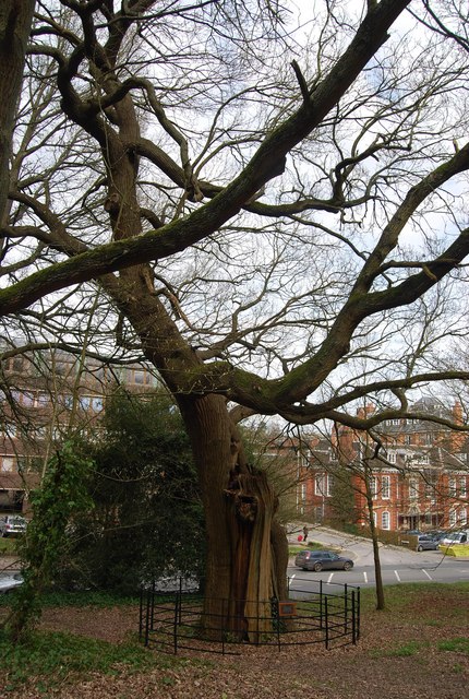 Princess Anne's Oak, Tunbridge Wells Common