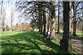 Beddington Park:  Tree-lined path