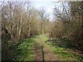 Footpath through Radley Large Wood