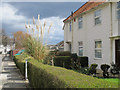 Front garden with Pampas Grass, North Acton