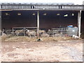 Mid Devon : Farm Barn of Sheep