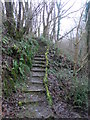 Woodland steps