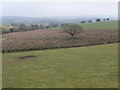 Two contrasting fields, Pen Bryn Doged