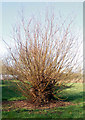 Daventry: pollarded willow beside Eastern Way