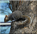 Grey squirrel, Botanic Gardens, Belfast