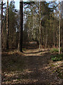 Woods near Sunningdale Golf Course