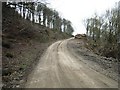 Forest track to South Wood