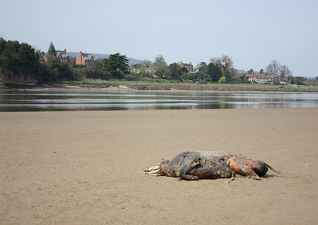 Dead cow uncovered by the tide