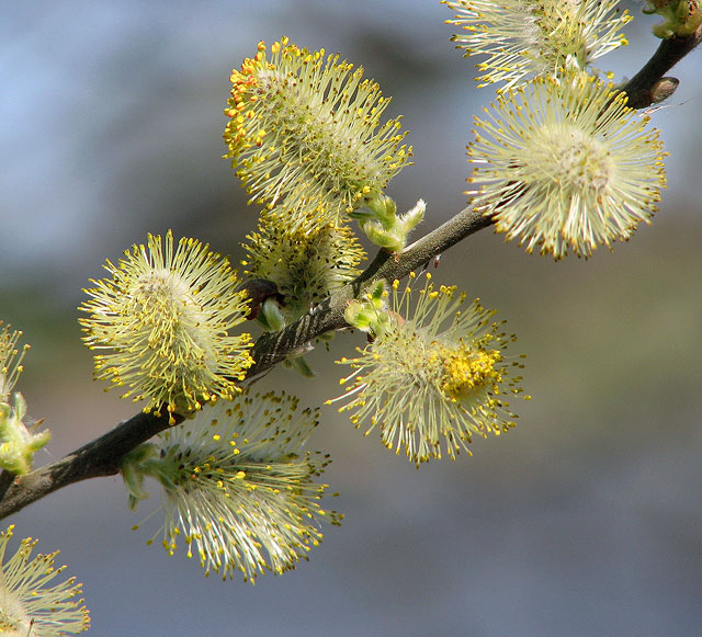 Willow Catkins Close Up © Evelyn Simak Cc By Sa 2 0 Geograph Britain And Ireland