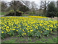 Large bed of daffodils in Kensington Gardens