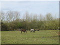 Horse paddock at Spade Oak