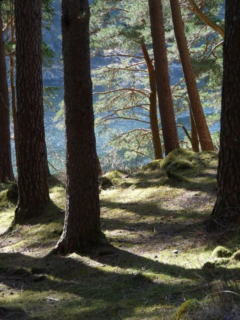 A fine stand of Scots Pines at Kinlochhourn