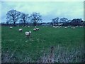 Uplowman : Grassy Field & Sheep