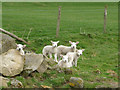 SE0884 : Coverdale lambs by Karl and Ali