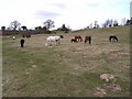 Horses near Felton Fence