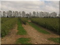 Bridleway to Merton Farm