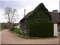 Ivy covered barn on bridleway