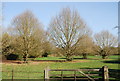 Trees by the A262 west of Sissinghurst