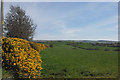 SN5871 : Gorse in the hedge by Nigel Brown