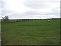 Field East of Mundles Lane, East Boldon