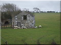 NY1639 : Lambs shelter from driving rain in the lee of old quarry workings by John Lord