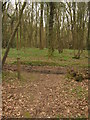 Woodland path and track junction in Larkey Valley Wood