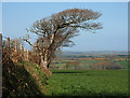 Tree and field