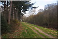 Path through the Woodland