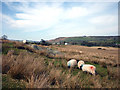 Sheep grazing near Rosgill