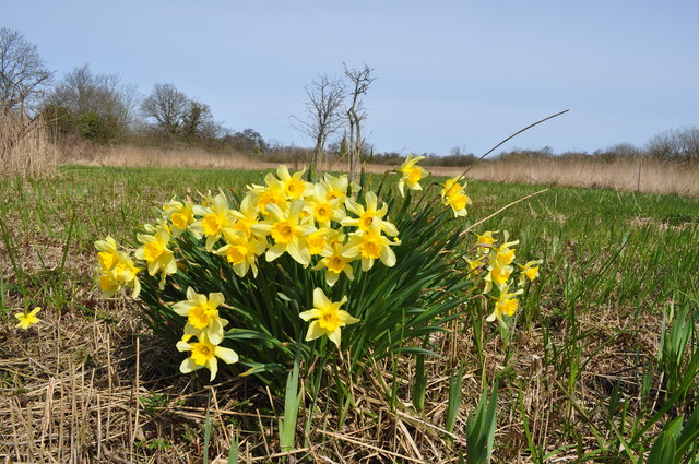 Daffodils show it's Spring