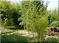 The bamboo grove, Winsford Walled Garden, Beaworthy