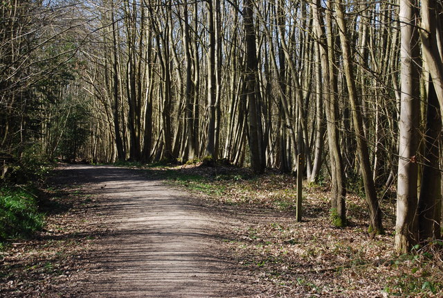 High Weald Landscape Trail, Angley Wood (3)