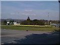 Daffodils on the roundabout