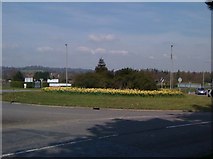TQ1750 : Daffodils on the roundabout by don cload