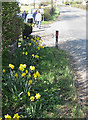 The last daffs in Gloucestershire