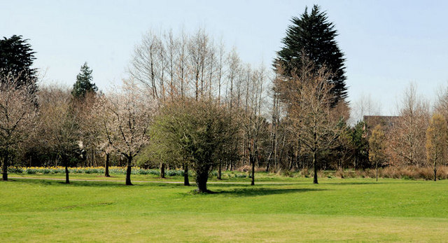Trees, Belmont Park, Belfast