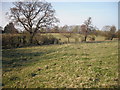 Fields near Wellfield