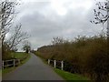 Neat hedge on Stanton Lane, Leicestershire