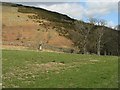 Hillside with old trees