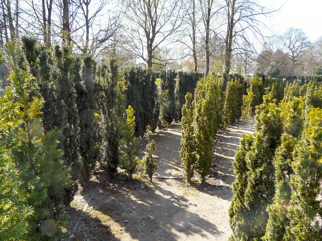 Yew tree maze