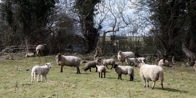 Lambscape, County Kildare