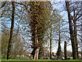 Trees near Strelley