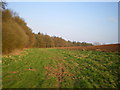 The western edge of Picmoor Wood