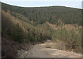 SS8993 : Forestry road above Blaengarw by eswales