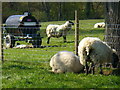 Sheep at Baldhorns Park Farm