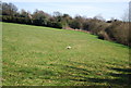 Pheasant in a field near Goudhurst